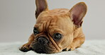 Face, relax and puppy dog on bed in studio for comfort or rest on cozy, warm blanket. Animal, french bulldog or pet looking adorable, curious and cute as sleepy thoroughbred canine companion