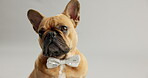 French, bulldog and face in studio with bowtie for pet fashion or clothing, adorable and stylish for adoption. Puppy or animal, cute and isolated on white background with mockup space and formal