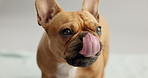 Cute, tongue and dog lick in studio ready for adoption or foster care with goofy personality. Sweet, canine and bulldog puppy, pet or animal with silly or crazy face isolated by gray background.