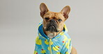 Bulldog, jacket and portrait of animal in studio for fashion, style and warm clothes for winter. Pet, relax and face of canine with hoodie for comfort, protection and apparel on white background
