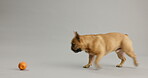 French, bulldog and pet playing with ball in studio or puppy development on white background, mockup space or adoption. Animal, canine and walking with toy or exercise activity, obedience or training