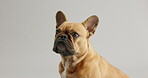 Dog, mouth or sit to look, love or promote pet insurance, adoption and foster fail in studio. Patient, French bulldog and rescue to relax, lick and wait as calm, hungry and curious on grey background