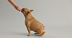 Studio, bulldog and hand of person with snack for good behaviour, vitamin or canine nutrition. Pet, relax and offer with treat for reward, puppy training and obedience motivation on gray background