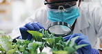 Laboratory, mask and woman with plants, magnifying glass for research and safety in medical engineering. Biotech, botany and leaves, scientist or technician in checking agro study growth in science.