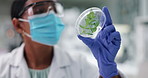 Science, mask and woman with plant in dish in laboratory for research, safety or medical engineering in nature. Biotech, botany and leaves in glass, scientist or lab technician in checking agro study
