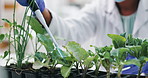 Closeup, science and experiment with plants, research and ecology with soil and pipette with growth. Person, testing and nature with professional and sustainability in a laboratory with biotechnology