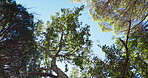 Bottom view, landscape and forest with sun in blue sky for nature or environment, spring and outdoor for clean energy. Green foliage, trees and leaves, sunshine for sustainability, oxygen and growth.