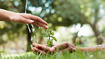 Hands, plant and water drops with ecology for growth, people in environment and sustainability outdoor. Climate change, carbon capture and Earth day with nature in park, agriculture and development