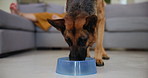 Dog, bowl and food for eating, nutrition and energy at home in lounge, living room and by couch. Pet, canine and German shepherd with human in house, apartment and feeding on animal food for health 