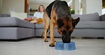 Dog, German shepherd or bowl of food for eating, nutrition or energy at home in lounge, room or by couch. Pet, canine and Alsatian with human in house, apartment or feeding on animal food for health 