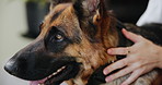 Dog, hand and breathing in closeup with love or assistance, support animal or care and helping. German shepherd or pet and touching or happiness, calm and peace or devotion, beauty or friendly