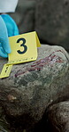 Evidence marker, hands and blood with crime scene for csi in criminal investigation with murder for disposal of body. Research, forensic investigator and observation of case at water stream in ppe