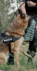 Police officer, dog or patrol for crime scene, investigate and scent for missing person, outdoor and human trafficking. Smell evidence, first responder or law enforcement with k9 unit, sniffer dog