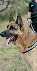 Police, man and dog at field of crime scene, investigation and inspection with service animal for search in forest. Detective, first responder and German shepherd in training for human scent or drugs