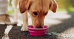 Dog, drink and road with water bowl for walk, run or hydration from outdoor exercise in nature with owner. Closeup of animal, pet or Labrador with mineral liquid for thirst on street or path at park