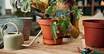 Soil, gardening and hands of woman with plant, flower pot and fertilizer for growth, nutrition and health. Natural, leaves and gardener with tools for eco friendly, sustainable or organic living room