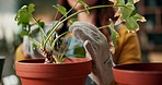 Cut, gardening and hands of woman with plant, flower and leaves for growth, nutrition and health. Nature, home and gardener with prune tools for eco friendly, sustainable or organic living room