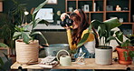 Gardening, plants and woman with photography in home to post on social media, blog or creative magazine. House, monstera and girl filming leaves with camera for art, project or videographer working