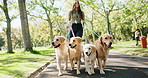 Park, woman and dogs with walking on path for pet care, training and exercise in United Kingdom. Leash, nature and golden retriever with adventure on road for outdoor fun, travel and summer activity