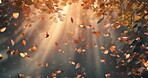 Art, glow and abstract with autumn leaves flying in fall with graphic in nature for ecology with shine. Wind, forest and natural for plant growth or soil with beautiful, brown and wildlife habitat