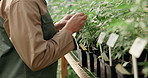Hands, check and person farming in greenhouse for marijuana production and holistic medicine. Agriculture, closeup and farmer gardening cannabis for planting growth, inspection and small business