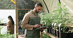 Plants, tablet or man farming in greenhouse for marijuana leaf production and holistic medicine. Agriculture app, weed or farmer gardening cannabis for planting growth, inspection or small business