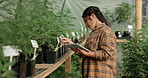 Plants, tablet or woman farming in greenhouse for marijuana leaf production and weed research. Agriculture app, online or farmer gardening cannabis for planting growth, inspection or small business