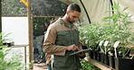 Plants, tablet and man farming in greenhouse for marijuana leaf production and holistic medicine. Agriculture, online and farmer gardening cannabis for planting growth, inspection and small business