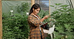 Check, tablet or woman farming in greenhouse for marijuana leaf production and weed research. Agriculture app, online or farmer gardening cannabis for planting growth, inspection or small business