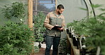 Writing, checklist or man farming in greenhouse for marijuana leaf production or weed research. Agriculture, clipboard or farmer gardening cannabis for planting growth, inspection or small business