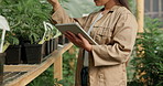 Hands, tablet or woman farming in greenhouse for marijuana leaf production and weed research. Agriculture app, closeup or farmer gardening cannabis for planting growth, inspection or small business 