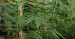 Weed, greenhouse and farming for study of leaf or cannabis for pharmaceutical, natural and medical research for mental benefit. Plant, sativa and indica leave for genetics and breeding for thc or cbd
