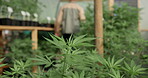 Weed, greenhouse and farming for research of leaf or cannabis for pharmaceutical, natural and medical study for mental benefit. Plant, sativa and indica leave for genetics and breeding for thc or cbd