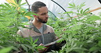 Growth, tablet or man farming in greenhouse for marijuana leaf production and weed research. Agriculture app, natural or farmer gardening cannabis for planting check, inspection or small business 