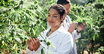 Scientist, people and farming inspection in greenhouse of cannabis farm, plant analysis or inventory management. Man, woman and check growth of sustainability, progress or 420 production for medicine