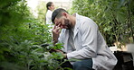 Cannabis, farm and man with tablet working outside, agriculture and stressed with headache for research study. Mental health, weed and botany scientist in cbd greenhouse, plants and nature ecologist