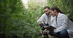 Greenhouse, discussion and biologist with tablet for plant research, agriculture or cannabis inspection. People, scientist or clipboard with lab coat, production check or indica growth sustainability