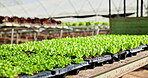 Plants, vegetables and greenhouse for agriculture harvest, crop transport and fresh or local produce for commercial sale. Garden, farm and horticulture with agro environment, farming and production.