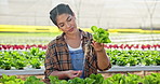 Seedlings, woman and plants with agriculture, greenhouse and sustainability for farming, vegetables for export and nature. Food production, person and farmer with organic industry or nutrition expert