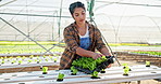 Seedlings, woman and plants in greenhouse, food production and sustainability for farming, countryside and nature. Agriculture, person or farmer with organic industry, expert or vegetables for export