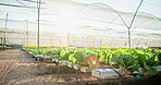 Lettuce, greenhouse and growth of garden for agriculture, sustainable and organic produce for environmental conservation. Crop, lens flare and cultural farm for economic development and cultivation