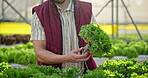 Farming, man and growth of lettuce in greenhouse for harvest, inspection or sustainable development. Professional farmer, crops and vegetables with quality assurance and food production for nutrition