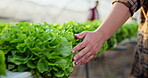 Hand, farmer and touch vegetables for agriculture or check food growth in business closeup. Greenhouse, farm and care of plant leaves or person walk in natural garden for sustainability in back view