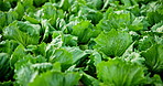 Plants, closeup and lettuce in greenhouse for farming with vegetable production and sustainability for growth. Leaves, rocket and garden for agriculture industry with vegan nutrition and healthy food
