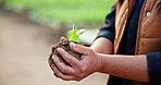 Seedlings, person and plants with agriculture, hands and sustainability for farming, soil and nature. Food production, closeup or farmer with organic industry, expert or vegetables with sand and dirt