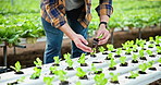 Seedlings, man and plants with agriculture, greenhouse and sustainability for farming, growth and nature. Food production, person and farmer with organic industry, expert and vegetables for trade