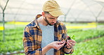 Man, seedling and plant in greenhouse, inspect and agriculture for food production, quality control and check soil. Person, farmer and business owner with nature, harvest and organic vegetables