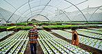 People, food and lettuce in greenhouse for farming with check progress and sustainability for vegetable. Plant, man and woman with quality inspection and agriculture product for healthy nutrition