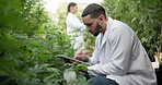 Greenhouse, man and biologist with tablet for research, agriculture and cannabis inspection with tech. Lab coat, male scientist and digital with typing, indica check and growth sustainability