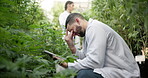 Greenhouse, stress and headache of man scientist for overworked, fatigue and tired with burnout. Exhausted, migraine and pain of male biologist with tablet, cannabis inspection and indica check